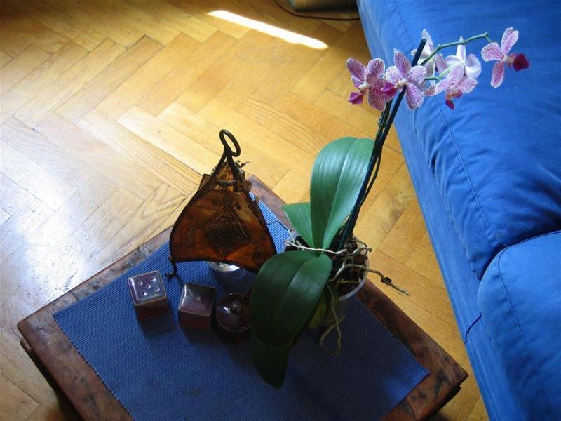 Maria-Rosa Guesthouse Ρώμη Εξωτερικό φωτογραφία